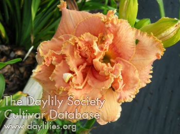 Daylily Spacecoast Double Standard